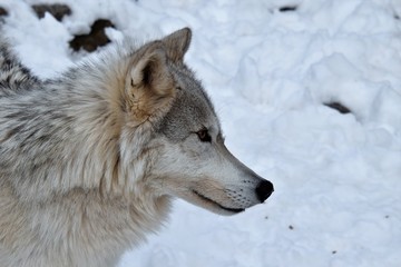 Timber Wolf Profile 