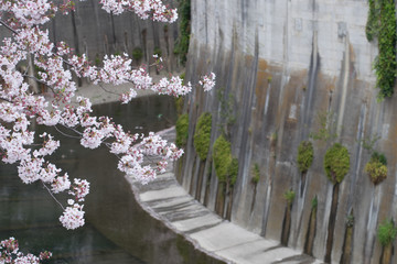 Cherry blossoms by the river