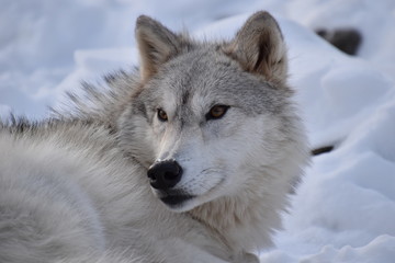 Fototapeta premium Timber Wolf Eyes