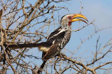 Südlicher Gelbschnabeltoko / Southern yellow-billed hornbill / Tockus leucomelas