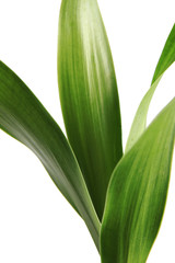 Abstract Botanicals leaf object isolated on white  background