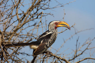 Südlicher Gelbschnabeltoko / Southern yellow-billed hornbill / Tockus leucomelas