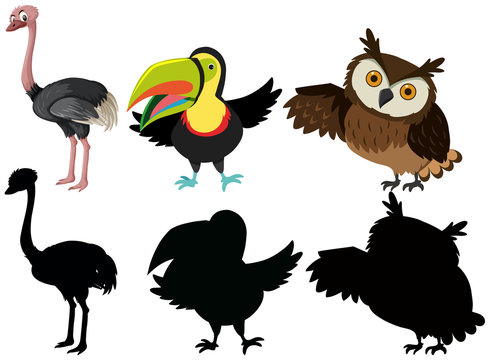 Set of exotic bird character