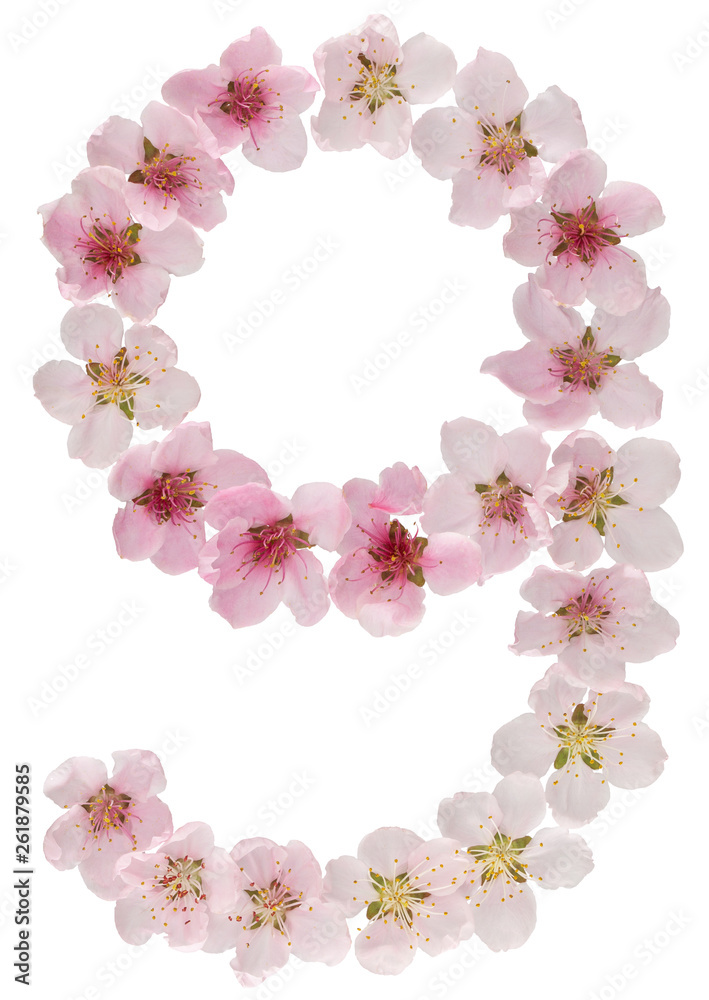 Wall mural numeral 9, nine, from natural pink flowers of peach tree, isolated on white background