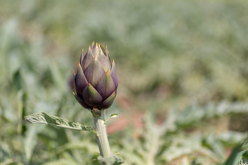 carciofo lato sinistro