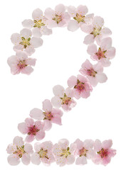 Fototapeta na wymiar Numeral 2, two, from natural pink flowers of peach tree, isolated on white background