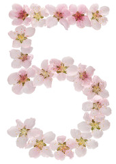 Numeral 5, five, from natural pink flowers of peach tree, isolated on white background