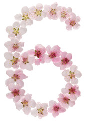 Numeral 6, six, from natural pink flowers of peach tree, isolated on white background