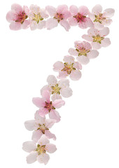 Numeral 7, seven, from natural pink flowers of peach tree, isolated on white background