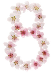 Fototapeta na wymiar Numeral 8, eight, from natural pink flowers of peach tree, isolated on white background