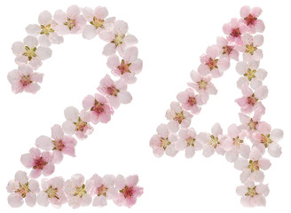 Numeral 24, twenty four, from natural pink flowers of peach tree, isolated on white background