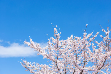 桜と空