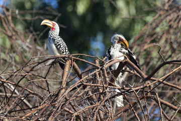 Südlicher Gelbschnabeltoko / Southern yellow-billed hornbill / Tockus leucomelas