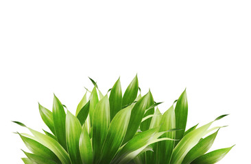 Tropical leaf object isolated on white  background