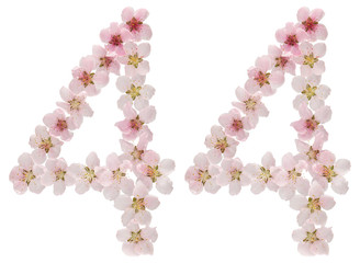 Numeral 44, forty four, from natural pink flowers of peach tree, isolated on white background