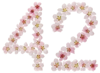 Numeral 42, forty two, from natural pink flowers of peach tree, isolated on white background