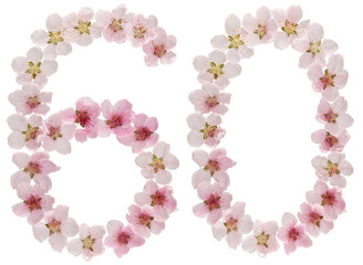 Numeral 60, sixty, from natural pink flowers of peach tree, isolated on white background