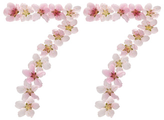 Numeral 77, seventy seven, from natural pink flowers of peach tree, isolated on white background