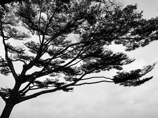 Obraz premium Tree silhouette abstract background