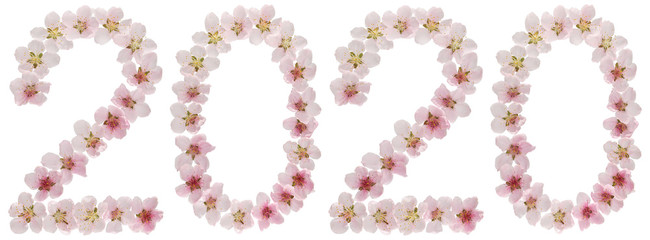 Inscription 2020, from natural pink flowers of peach tree, isolated on white background