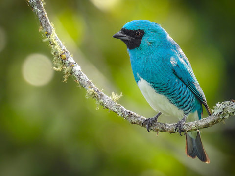 Swallow Tanager