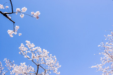 桜の花。日本の象徴的な花木。