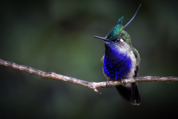 Green-crowned Plovercrest