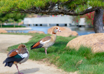 Obraz premium A duck is on the grass. Beautiful wild duck is among the grass and stones in the Japanese garden.