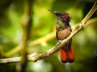 Ruby-topaz Hummingbird