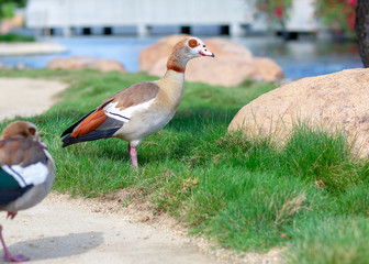Obraz premium A duck is on the grass. Beautiful wild duck is among the grass and stones in the Japanese garden.