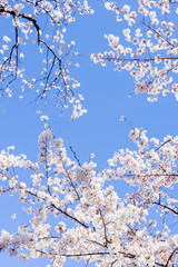桜の花。日本の象徴的な花木。