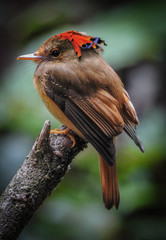 Atlantic Royal Flycatcher