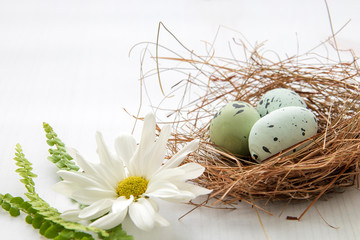 Painted robin eggs in straw nest with white daisy on bright background. High key. Copy space. AC