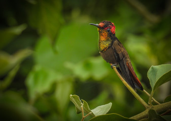 Ruby-topaz Hummingbird © Aisse