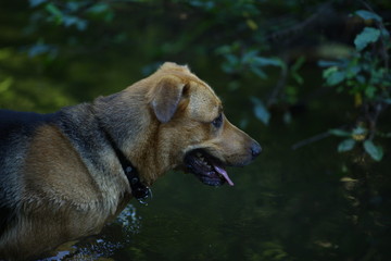 Portrait of big mongrel dog swimming in the water