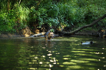 Portrait of big mongrel dog swimming in the water