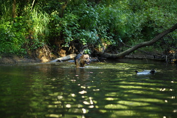 Obraz na płótnie Canvas Portrait of big mongrel dog swimming in the water