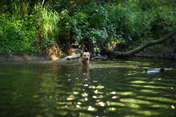 Portrait of big mongrel dog swimming in the water