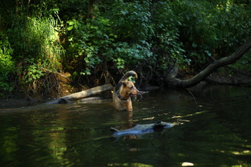 Fototapeta na wymiar Portrait of big mongrel dog swimming in the water