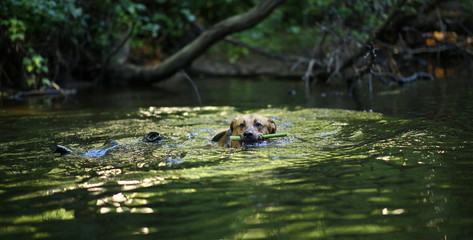 Portrait of big mongrel dog swimming in the water