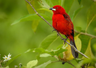 Brazilian Tanager