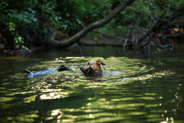 Portrait of big mongrel dog swimming in the water