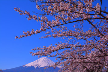 Cherry blossoms and Mt.Fuji of clear blue sky from Lake Kawaguchi Japan 04/13/2019