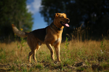 Portrait happy mongrel dog walking on sunny green field. Green grass and trees background