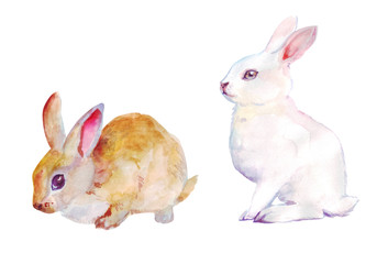 Watercolor hand drawn illustration of realistic cute little bunnies isolated on white background. Brown and white rabbit