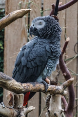 Grey Parrot