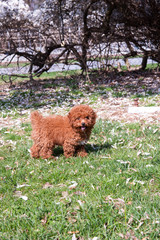 Toy poodle puppy on green