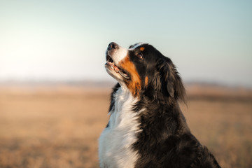 dog in nature. portrait Bernese Mountain Dog in the field