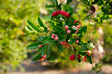 carunda or karonda fruit on tree in organic farm