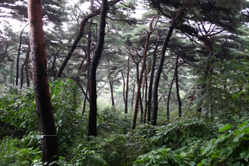 Red pine tree and black pine tree forest